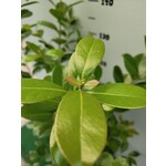 Eetbare tuin-edible garden Psidium cattleianum - Strawberry guava