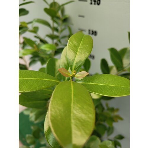 Eetbare tuin-edible garden Psidium cattleianum - Aardbeiguave