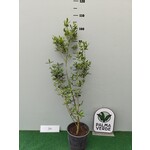 Eetbare tuin-edible garden Eugenia uniflora - Pitanga - Cerisier de Cayenne