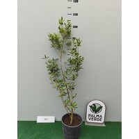 Eetbare tuin-edible garden Eugenia uniflora - Surinamese cherry