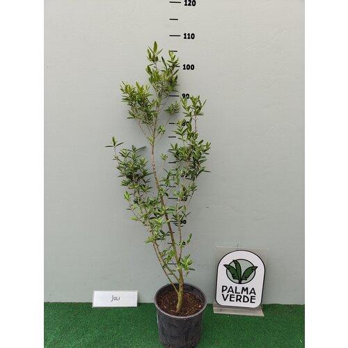 Eetbare tuin-edible garden Eugenia uniflora - Pitanga - Cerisier de Cayenne