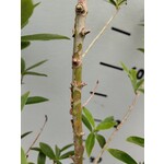 Eetbare tuin-edible garden Eugenia uniflora - Pitanga - Cerisier de Cayenne