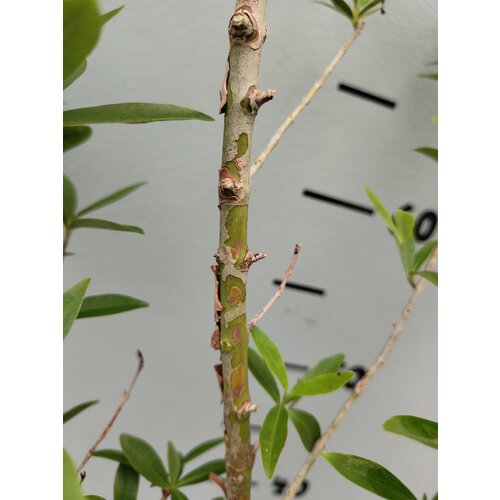 Eetbare tuin-edible garden Eugenia uniflora - Pitanga - Cerisier de Cayenne