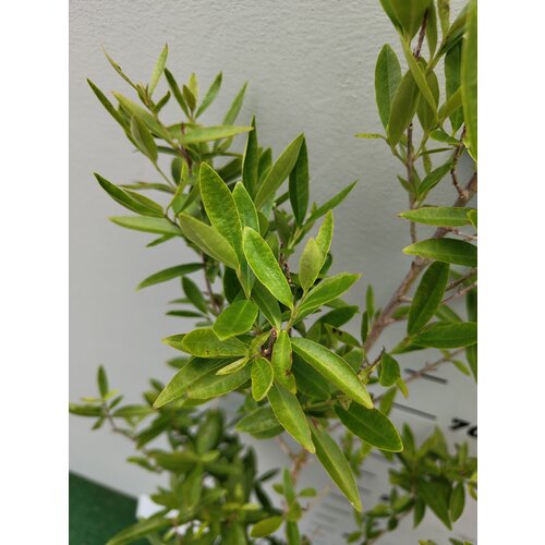 Eetbare tuin-edible garden Eugenia uniflora - Pitanga - Cerisier de Cayenne