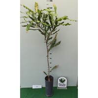 Eetbare tuin-edible garden Macadamia integrifolia - Macadamianotenboom