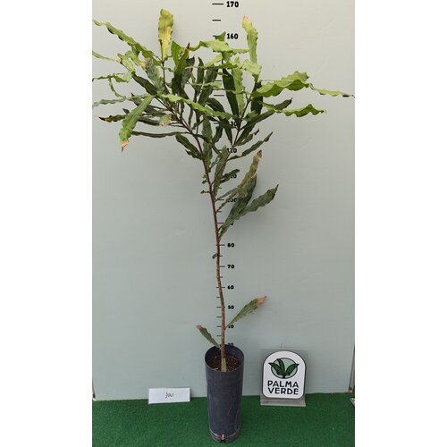 Eetbare tuin-edible garden Macadamia integrifolia - Macadamia nut tree