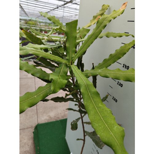 Eetbare tuin-edible garden Macadamia integrifolia - Macadamia nut tree