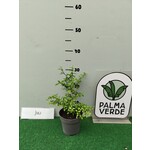 Eetbare tuin-edible garden Citrus australasica - Citron caviar
