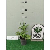 Eetbare tuin-edible garden Citrus australasica - Vingerlimoen - Limoenkaviaar