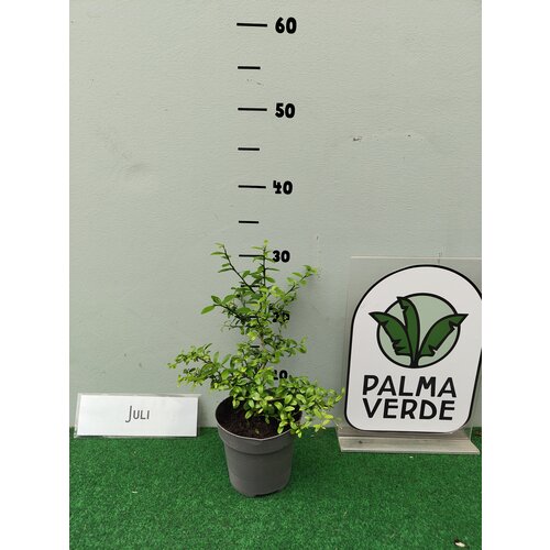 Eetbare tuin-edible garden Citrus australasica - Citron caviar