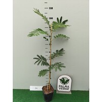 Bloemen-flowers Albizia julibrissin - Acacia de Constantinople