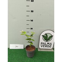 Bloemen-flowers Jasminum sambac Arabian Nights - Jasmin d'Arabie