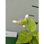 Bloemen-flowers Jasminum sambac Arabian Nights - Jasmin d'Arabie