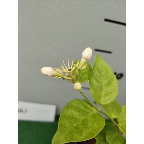 Bloemen-flowers Jasminum sambac Arabian Nights - Arabische jasmijn