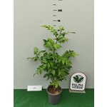 Eetbare tuin-edible garden Zanthoxylum simulans - Poivrier su Sichuan