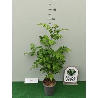 Eetbare tuin-edible garden Zanthoxylum simulans - Sichuan pepper