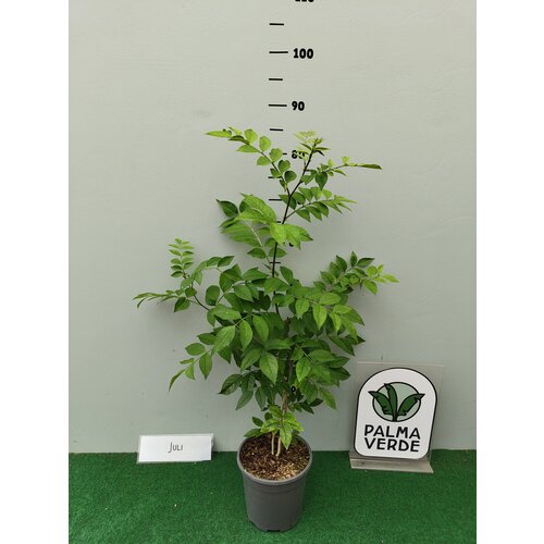 Eetbare tuin-edible garden Zanthoxylum simulans - Szechuanpeper