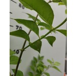 Eetbare tuin-edible garden Zanthoxylum simulans - Poivrier su Sichuan