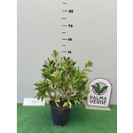 Bloemen-flowers Callistemon citrinus Splendens - Fleur-goupillon