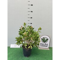 Bloemen-flowers Callistemon citrinus Splendens -Lampenpoetser