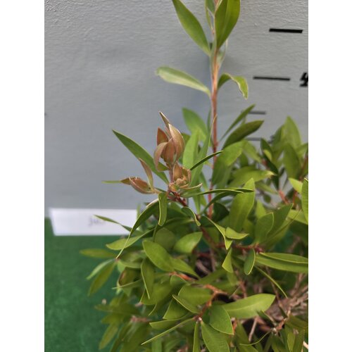 Bloemen-flowers Callistemon citrinus Splendens - Fleur-goupillon