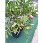 Bloemen-flowers Callistemon citrinus Splendens - Fleur-goupillon