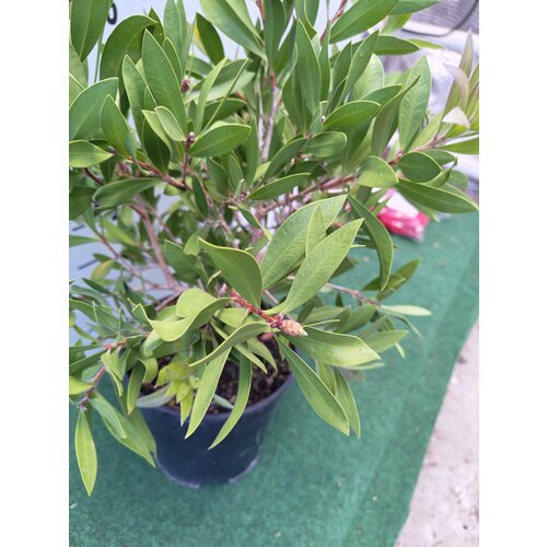 Bloemen-flowers Callistemon citrinus Splendens -Lampenpoetser