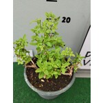 Bloemen-flowers Lippia citriodora - Verveine citronnelle