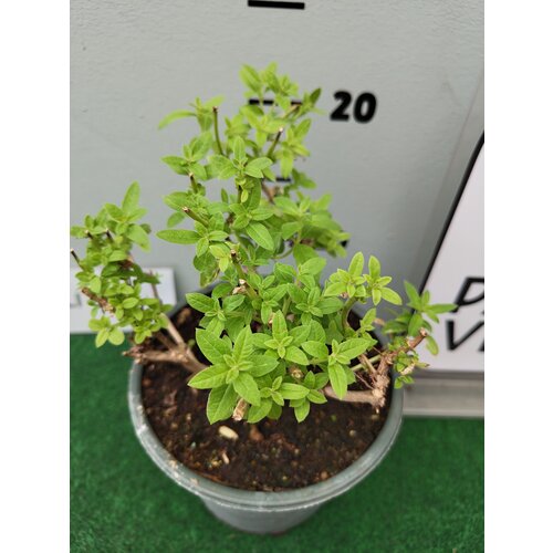 Bloemen-flowers Lippia citriodora - Lemon verbena