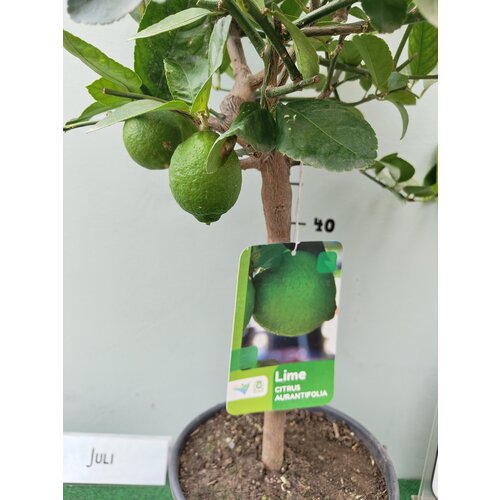 Eetbare tuin-edible garden Citrus latifolia-aurantifolia Lime Verde - Limoen