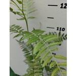 Eetbare tuin-edible garden Schinus molle - Peruviaanse peperboom