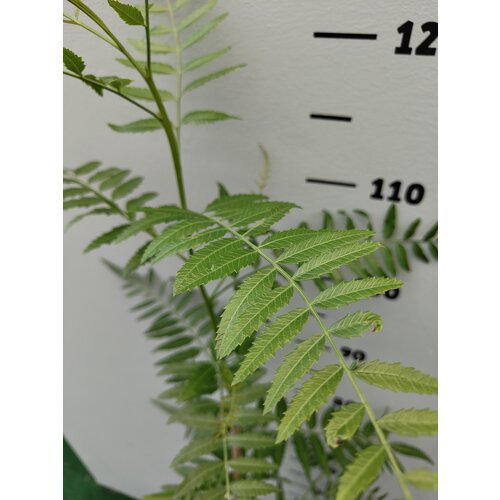 Eetbare tuin-edible garden Schinus molle - Peruviaanse peperboom