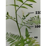 Eetbare tuin-edible garden Schinus molle - Peruviaanse peperboom