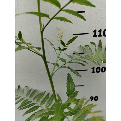 Eetbare tuin-edible garden Schinus molle - Peruvian pepper tree