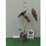 Blad-leaf Colocasia esculenta "Royal Hawaiian Aloha"- Elephant ear