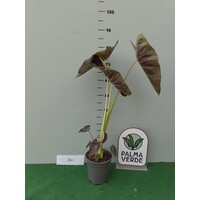 Blad-leaf Colocasia esculenta "Royal Hawaiian Aloha" - Olifantenoor