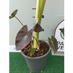 Blad-leaf Colocasia esculenta "Royal Hawaiian Aloha"- Elephant ear