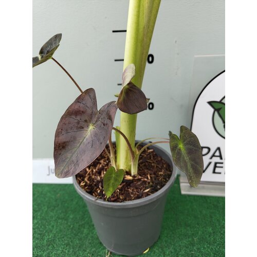 Blad-leaf Colocasia esculenta "Royal Hawaiian Aloha"- Elephant ear
