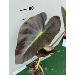 Blad-leaf Colocasia esculenta "Royal Hawaiian Aloha"- Elephant ear