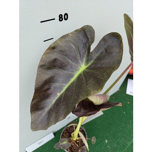 Blad-leaf Colocasia esculenta "Royal Hawaiian Aloha"- Elephant ear