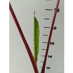 Blad-leaf Colocasia esculenta Black Magic - Oreille d'éléphant