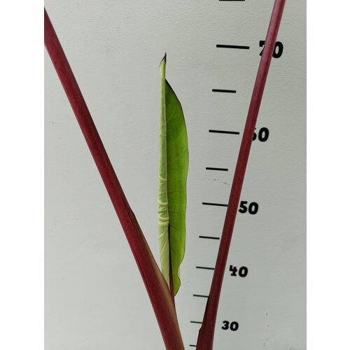 Blad-leaf Colocasia esculenta Black Magic - Oreille d'éléphant