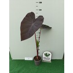 Blad-leaf Colocasia esculenta Black Magic - Olifantenoor