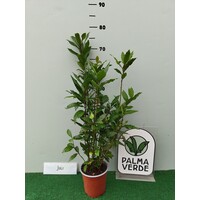 Blad-leaf Laurus nobilis - Keukenlaurier