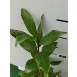 Blad-leaf Laurus nobilis - Kitchen laurel