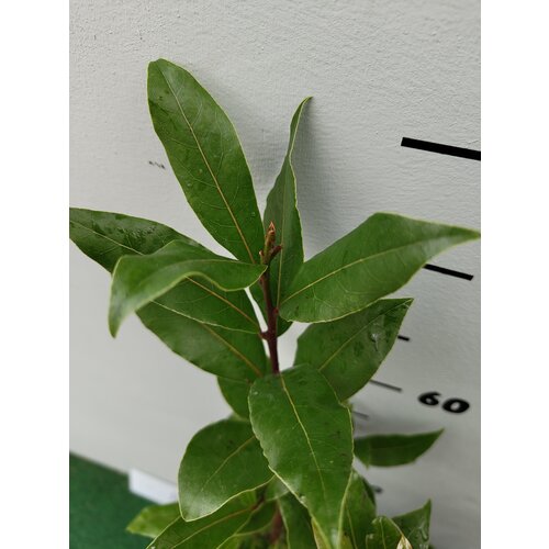 Blad-leaf Laurus nobilis - Keukenlaurier