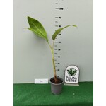 Bananen-bananas Musa acuminata "Blue Java" - Ice Cream - Blauwe Banaan