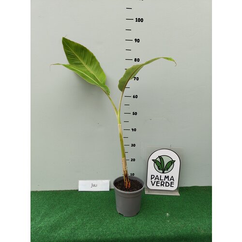 Bananen-bananas Musa acuminata "Blue Java" - Ice Cream - Blauwe Banaan