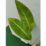 Bananen-bananas Musa acuminata "Blue Java" - Ice Cream - Blauwe Banaan