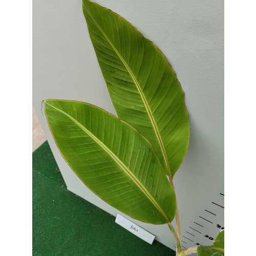 Bananen-bananas Musa acuminata "Blue Java" - Ice Cream - Blauwe Banaan